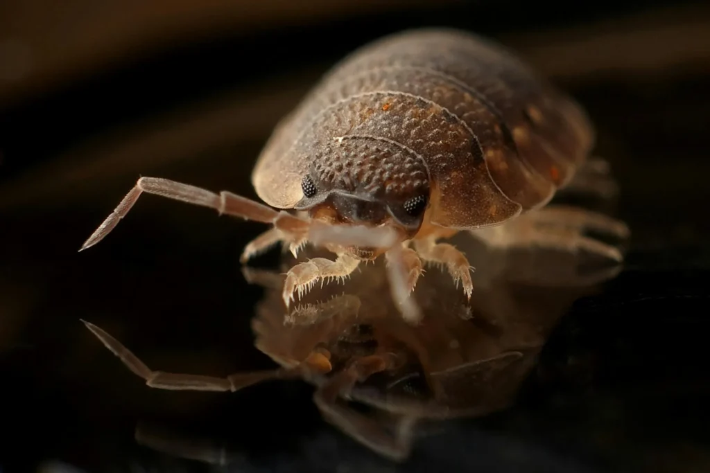Bed-Bug-Treatment - Deer Park Pest Control Pros | Deer Park, NY